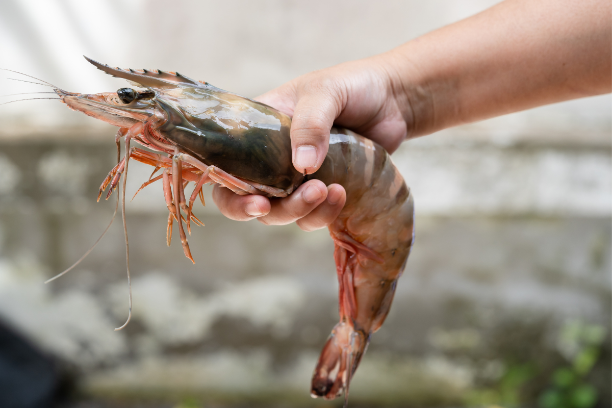 Colossal Wild Caught Gulf White Shrimp, USA - Under 12 Count (U-12), 5 Lbs Frozen Block